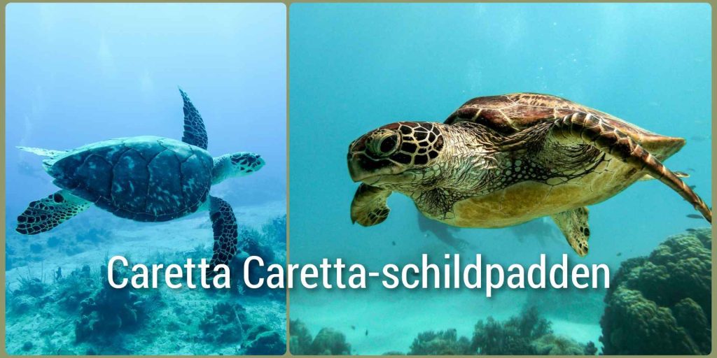 Caretta caretta-schildpad op het strand van Olympos aan de Turkse Rivièra