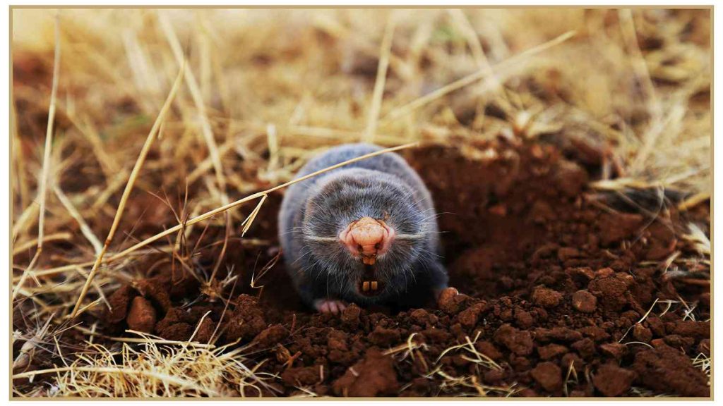 Een nieuwe molsoort uit de regio Hakkari kruipt uit de Turkse bodem