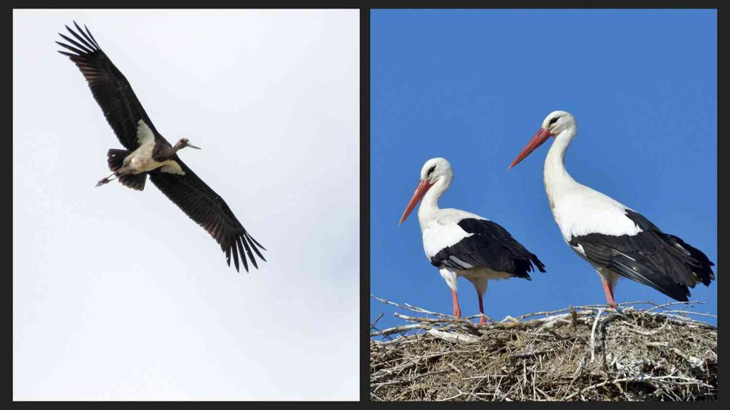 en witte en een zwarte ooievaar bij het Manyasmeer in Balıkesir, Turkije